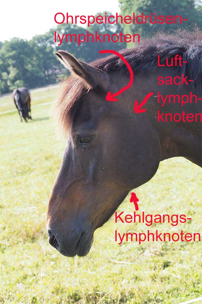 Betroffene Lymphknoten bei der Druse des Pferdes