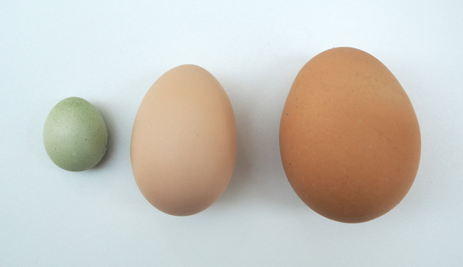 15 Top Pictures Wann Legen Hühner Das Erste Ei : Bresse Gauloise Huhner