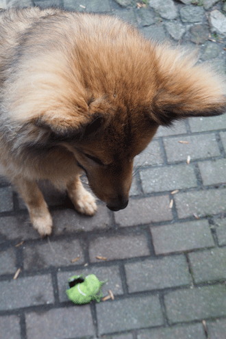 Hund fixiert Tennisball