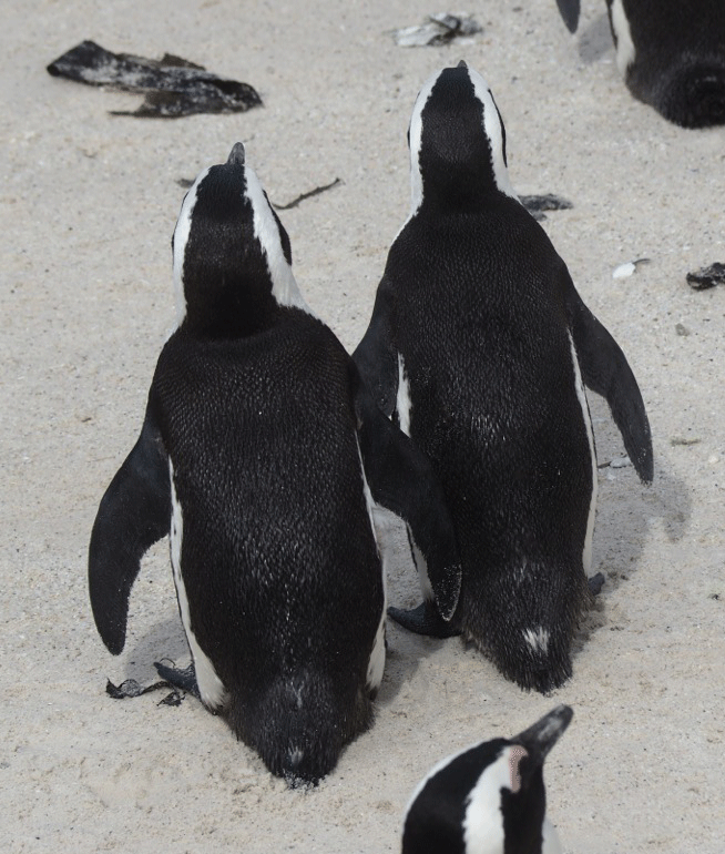Pinguin Liebespaar