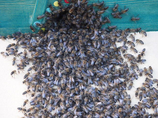 Alle Bienen wollen gleichzeitig in die Beute krabbeln
