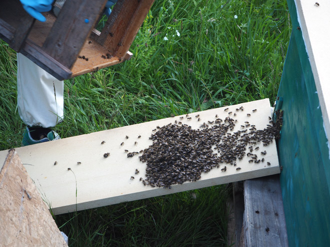 Die Bienen werden auf ein Brett geschüttelt.