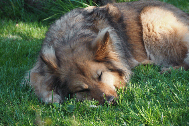 Hund schläft im Gras