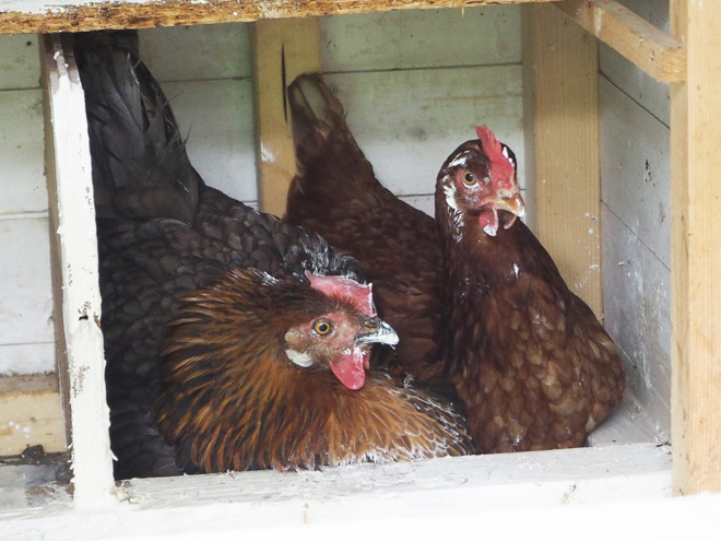 Zwei Hennen quetschen sich in ein Nest