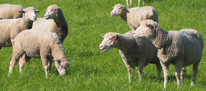 Schafe beschützt vom Herdenschutzhund