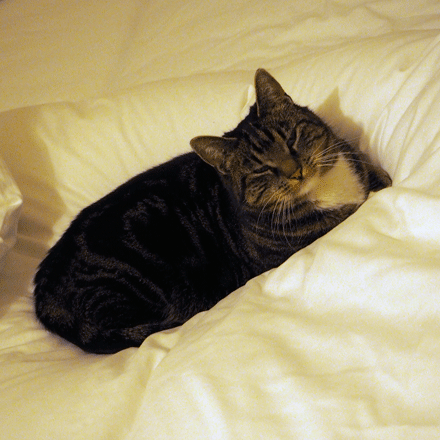 Katze liegt im Bett