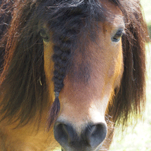 Haustier Pony